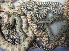 Hypo Conda Clutch