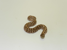 Banded Sibling A