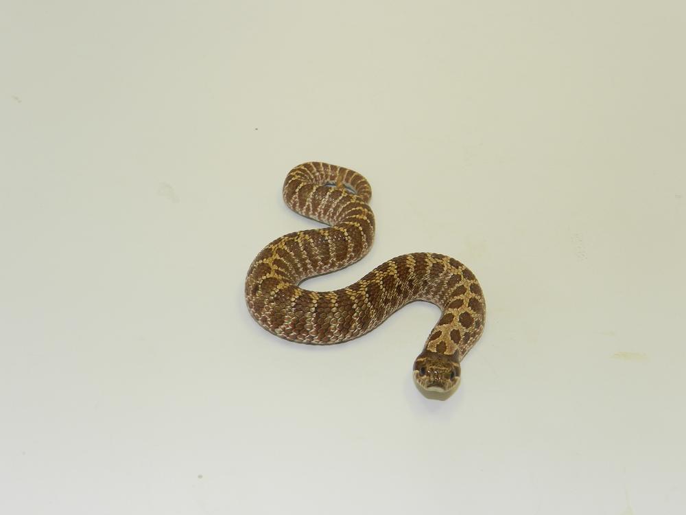 Banded Sibling A