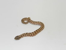 Banded Sibling B