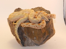 2011 Toffee Condas