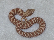 Hypo female