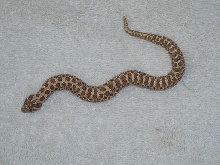 Tiger Hypo male