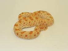 2011 Toffee Conda A