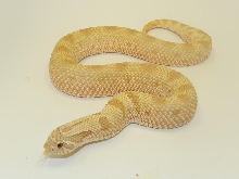 2011 Toffee Conda 2