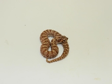 Banded A