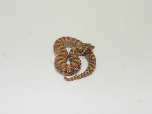 Banded B