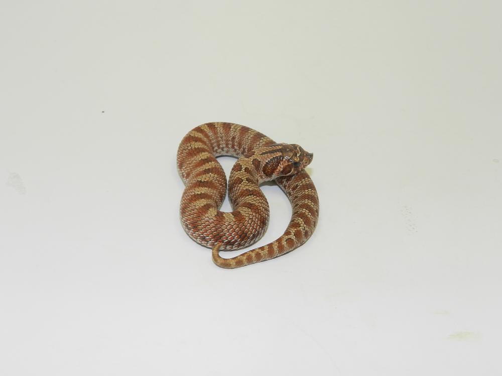 Banded B