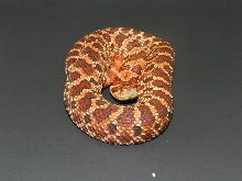 Big Red NFS 3