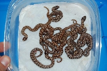 brick red anacondas