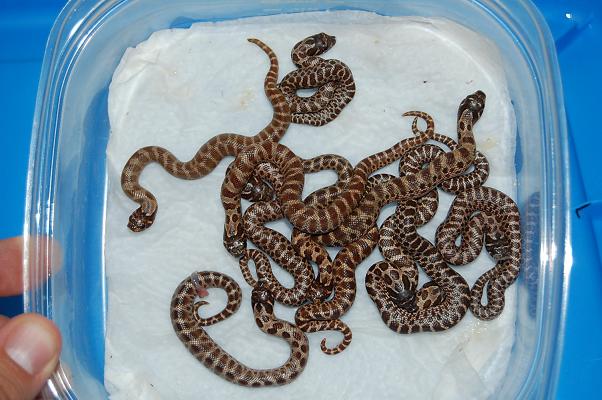 brick red anacondas