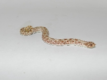 Hypo Conda Male A