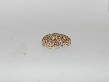 Hypo Conda B