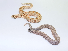 Hypo Conda and Lavender