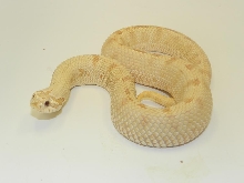 Hypo Pink Pastel Anaconda A