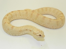 Hypo Pink Pastel Anaconda B
