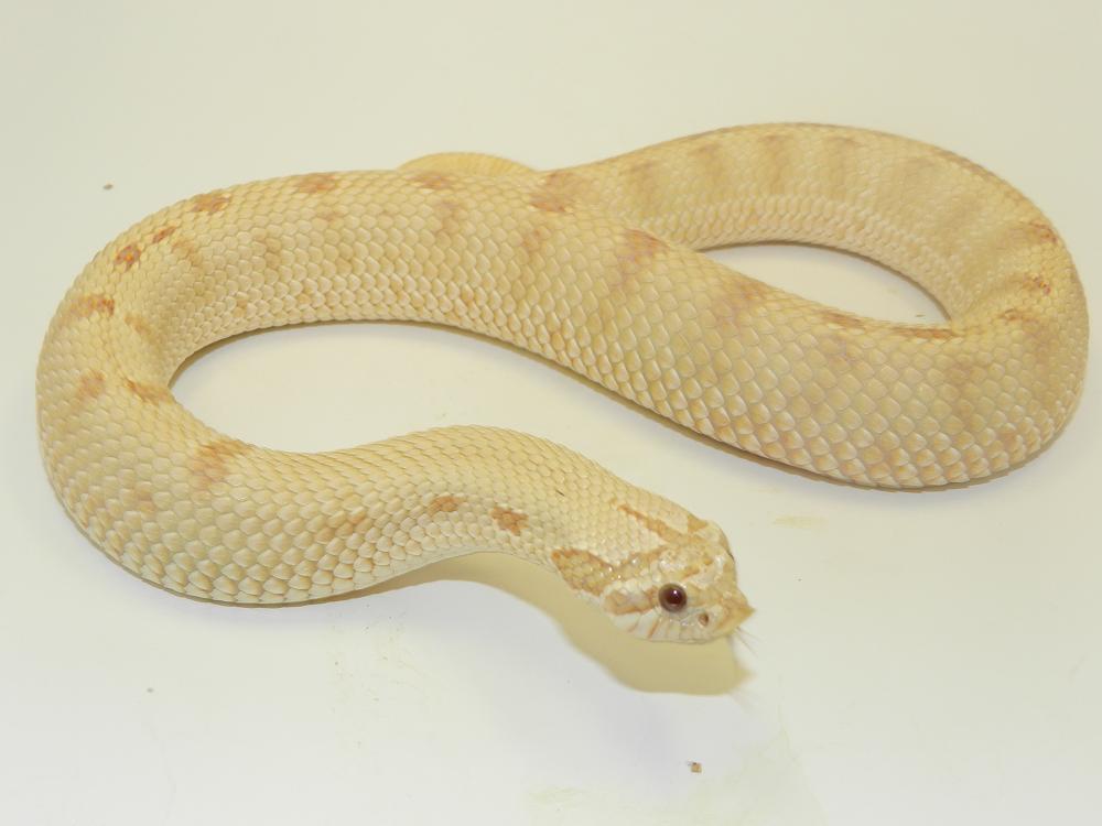 Hypo Pink Pastel Anaconda B
