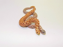 Hypo female and Lav male