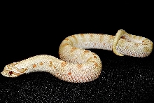 pinkpastel hypo anaconda