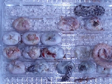 anaconda tof cluch in egg
