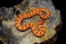 Brick red banded anaconda