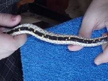 het hypo male belly