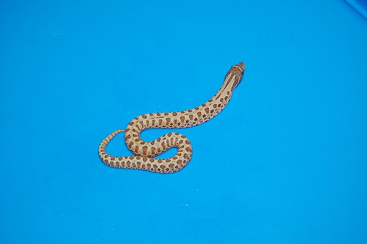 hypo stripe