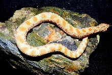 toffee conda 2011