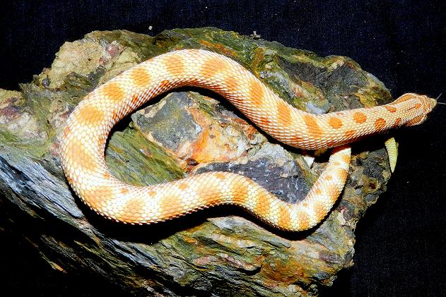 toffee conda 2011