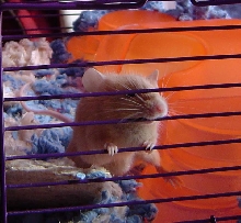 Crazy Daisy