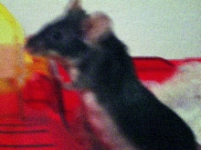 Nosy Rosy