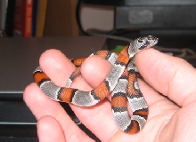 Sofie the Grey Banded Kingsnake