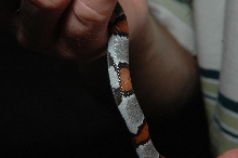 Cool markings