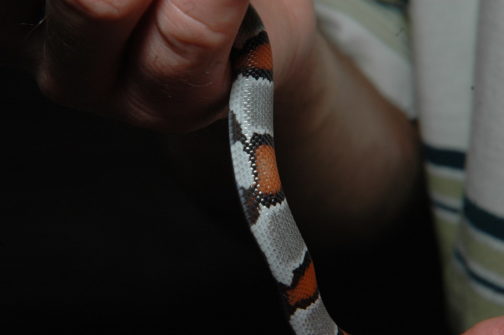 Cool markings