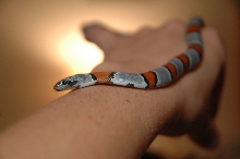 Sofie on arm
