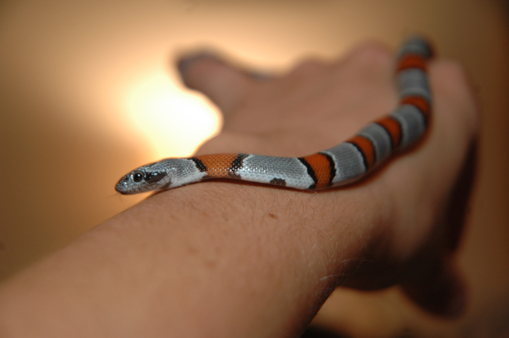 Sofie on arm