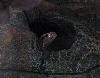 Thayeri peeking from rock