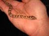 Thayeri kingsnake