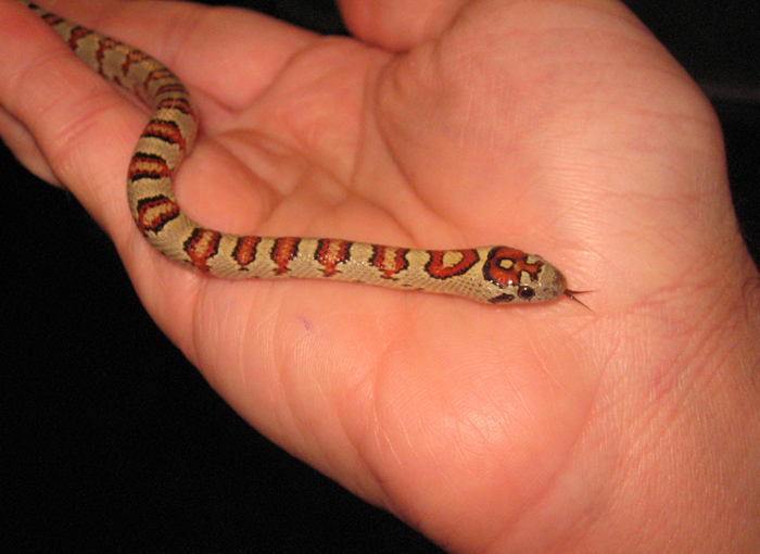 Thayeri kingsnake