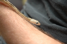 Bailey on arm