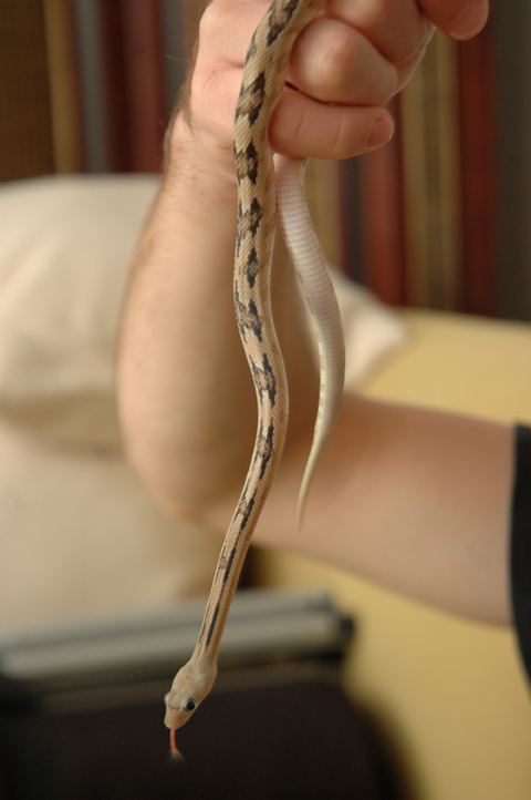 Bailey my trans pecos ratsnake