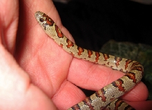 Sydney on my hand