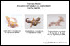 Albino Leo Incubation Temperature Project