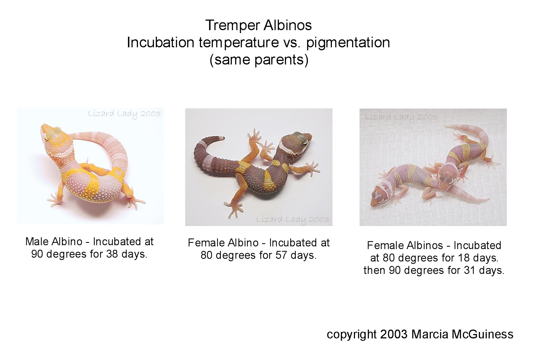 Albino Leo Incubation Temperature Project