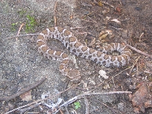 babyrattler3_10