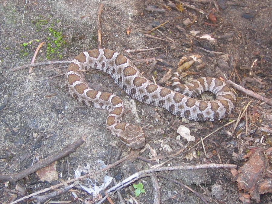 babyrattler3_10