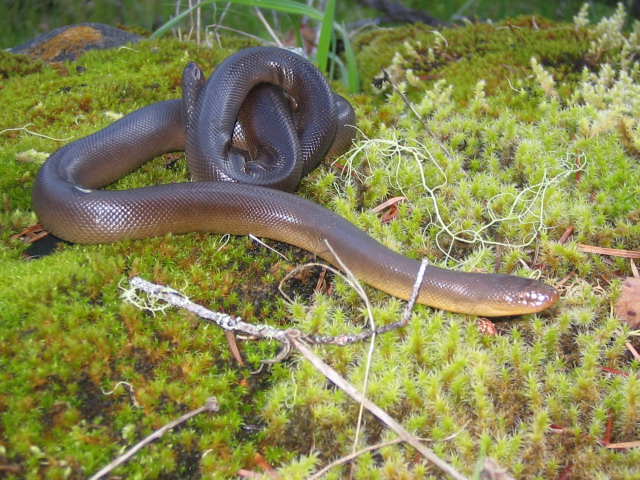 Boa