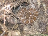 Crotalus