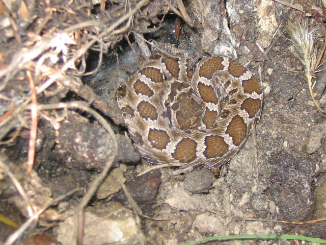 Crotalus