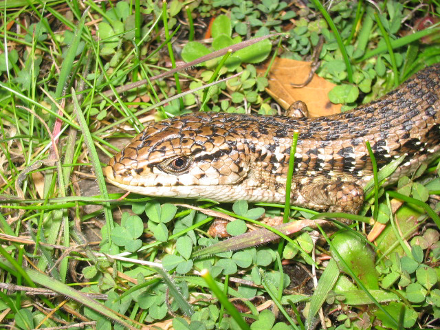 Head shot of northern
